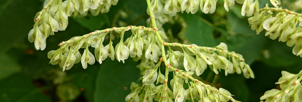 A photo of Japanese Knotwood in seed by Vincent Frano