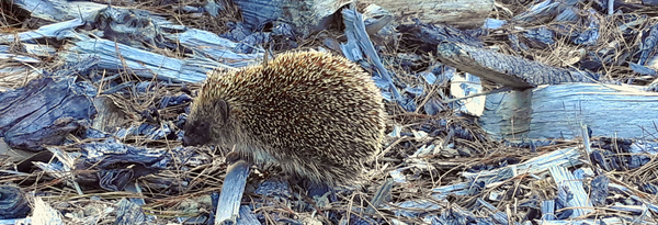 A photo of a hedgehog on pine needles and pieces of wood near Montau in New Zealand by Vincent Frano