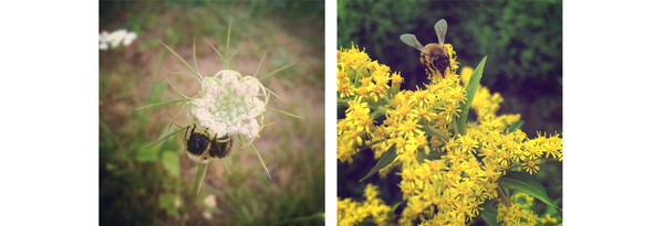 Left: A photo of a native bumblebee on a white Queen Anne’s lace flower with an out of focus background by Vincent Frano. Right: A photo of a European honeybee drinking from yellow goldenrod flowers by Vincent Frano