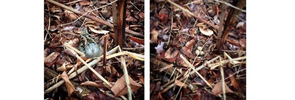 Left: a photo of a native female woodcock bird nesting among fallen leaves and the stalks of introduced Japanese knotweed by Vincent Frano Right: a photo of the same woodcock nest in fallen leaves and knotweed stalks without the bird by Vincent Frano. You can see three small cream colored speckled eggs.