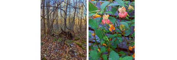 Left: a photo of a forest of young, thin tree trunks with moss, and fallen leaves carpeting the ground by Vincent Frano. In the center is a tangle of dark, thick native grapevines Right: a photo of native jewelweed plants by Vincent Frano. The jewelweed has bright green leaves and yellow flowers speckled with red, pink, and orange.