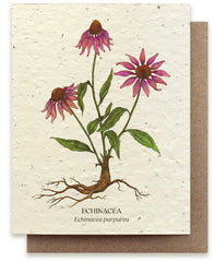 a Bower Studio Seed card featuring an illustration of an echinacea plant including pink flowers, leaves, and roots