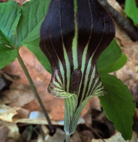 A photo of a Jack-in-the-Pulpit flower by Vincent Frano 2018