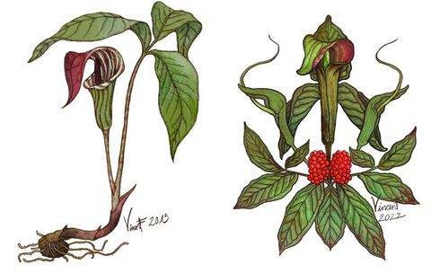 two illustrations by Vincent Frano: on the left, a 2013 illustration of jack-in-the-pulpit, and on the right, a 2022 illustration of green dragon and jack in the pulpit together