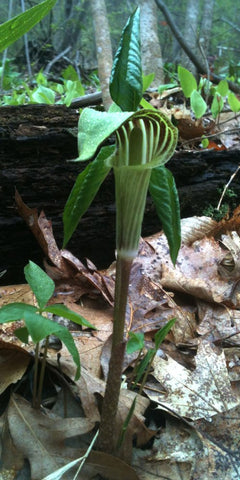 A photo of a Jack-in-the-Pulpit plant outside by Vincent Frano 2014