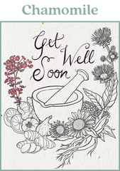 The word Chamomile with an illustration of medicinal herbs by Vincent Frano for Small Victories with the text Get Well Soon. Chamomile flowers are highlighted in pink.