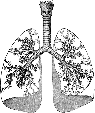 a black and white public domain image of the air passeges in lungs