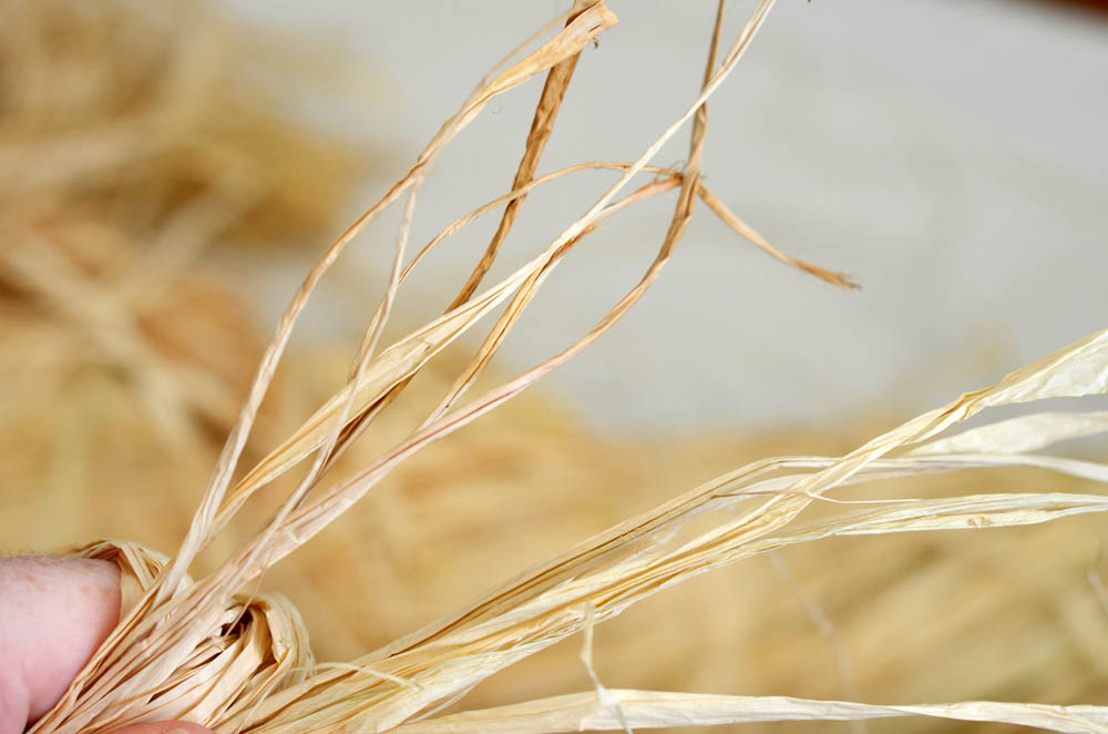 dying raffia grass