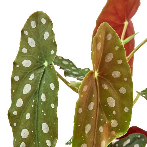 Begonia 'Polka Dot' – The White Oak Collection