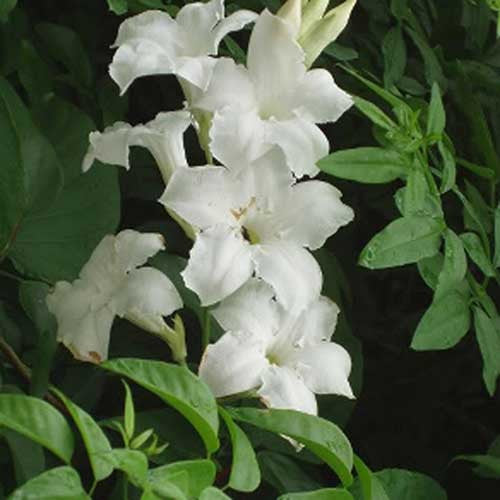 Mandevilla laxa – White flowered
