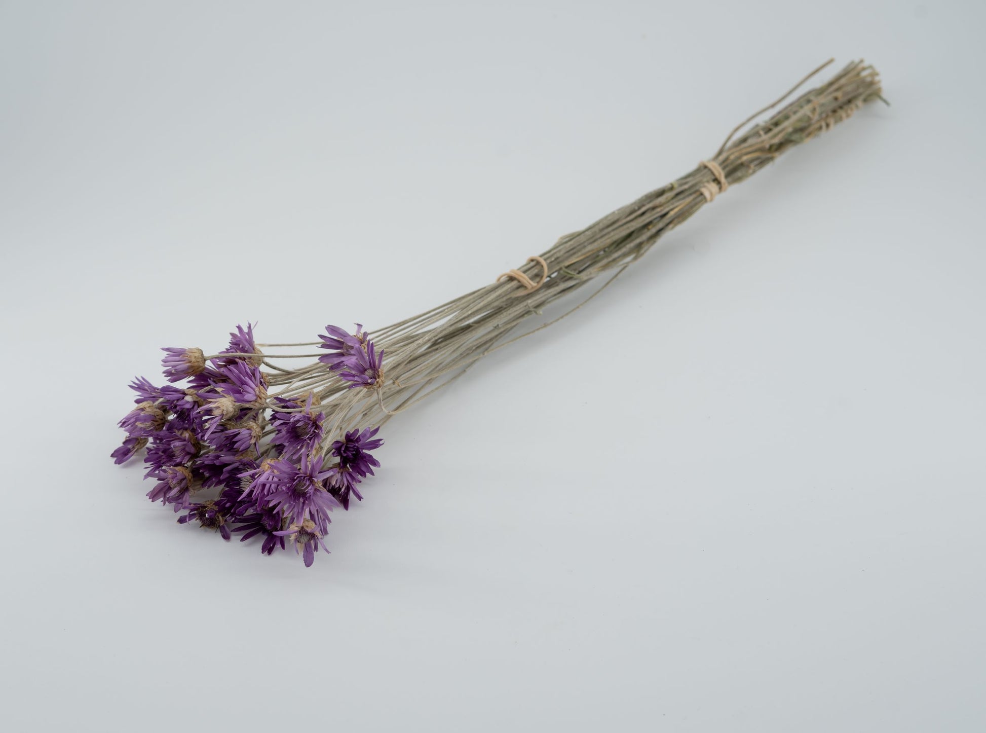 Immortelle de Belleville violette – Fleurs de la Clarté