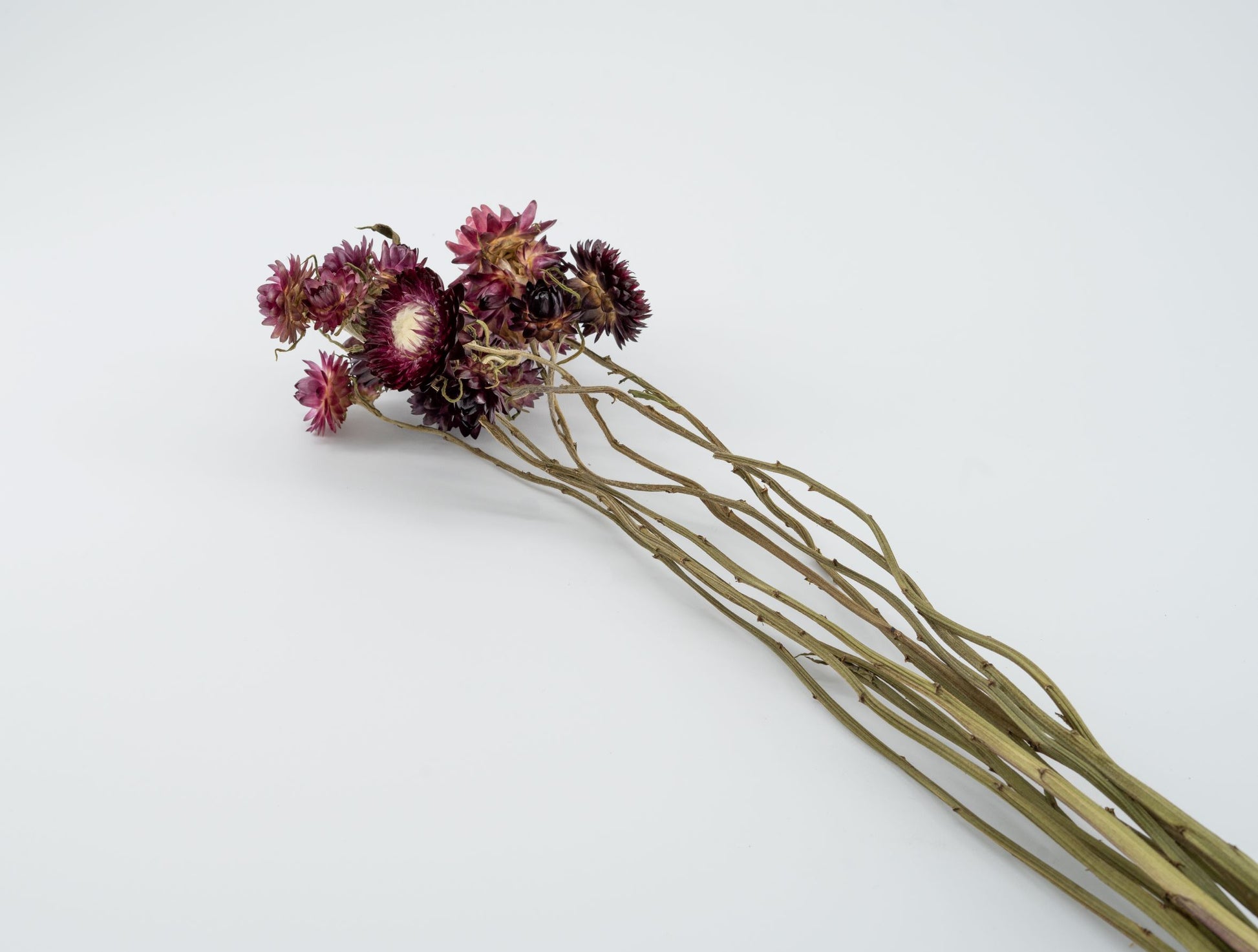 Immortelle violette – Fleurs de la Clarté
