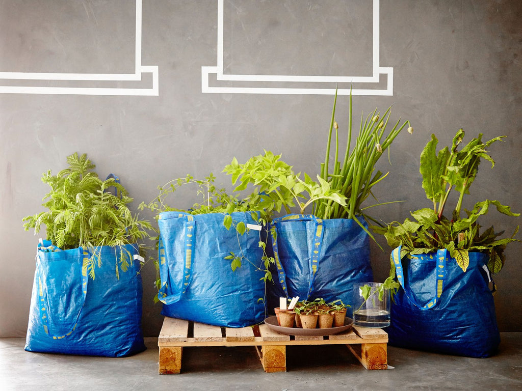 blue Ikea bags recycled as pot for plants in an industrial aesthetically pleasing environment.