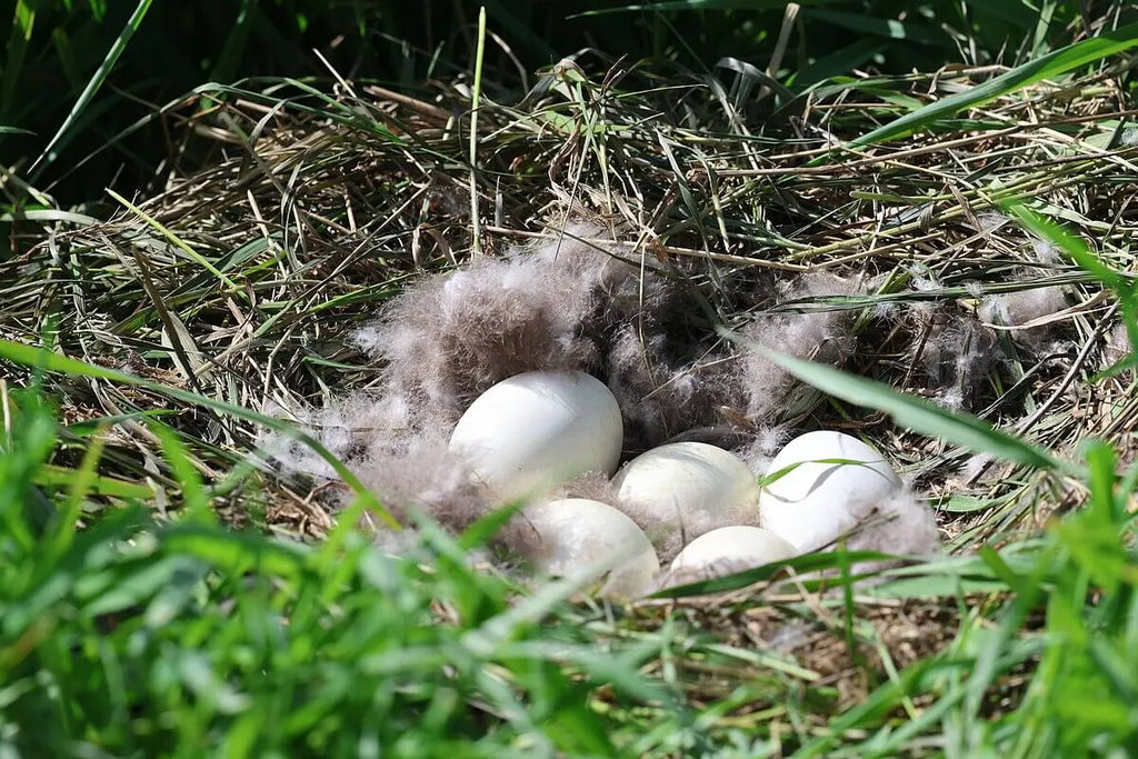 A Canadian goose nest lined with goose down