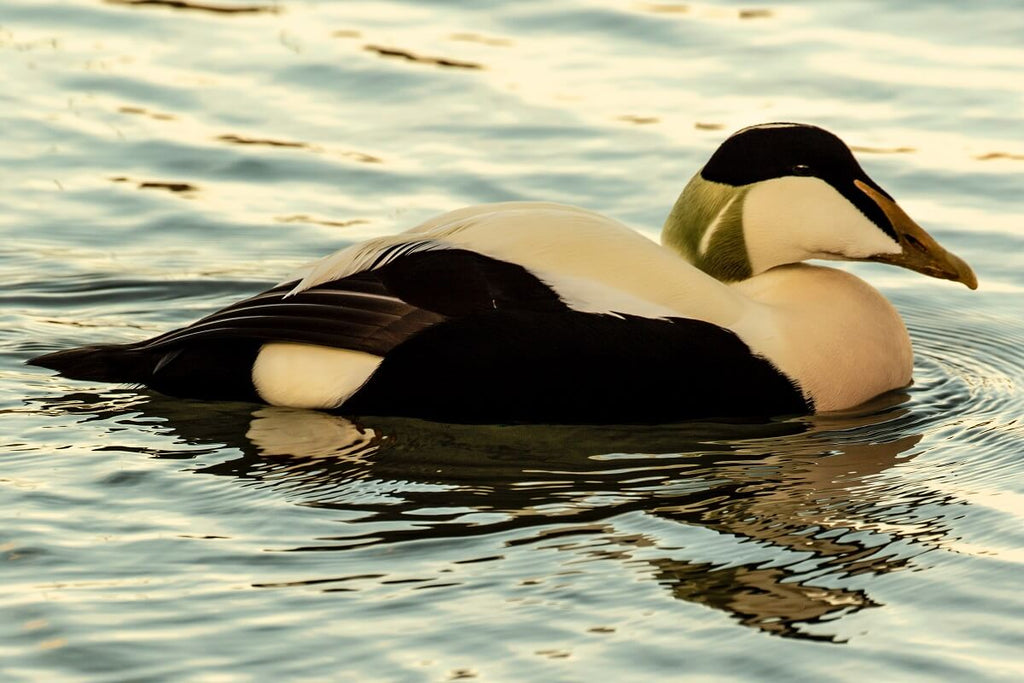 male eider duck swimming