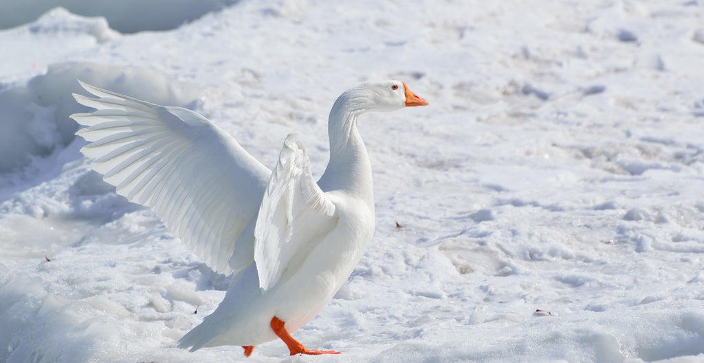 white goose in nature