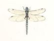 Lucite Holder with Notes - Dragonfly
