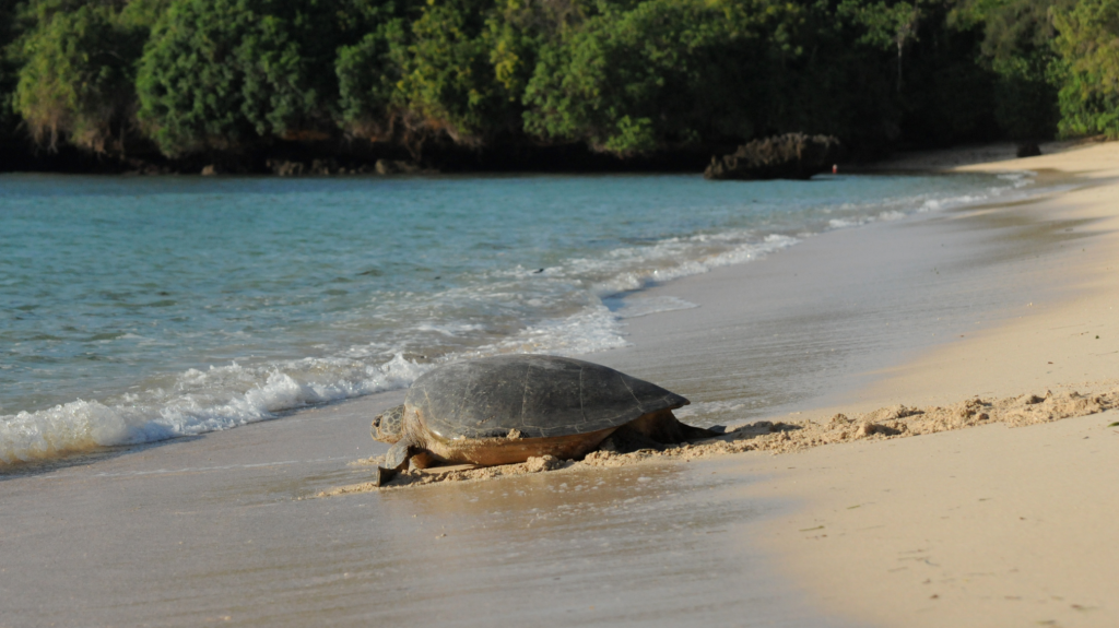 Rock and Stones - Kuruwitu turtle 
