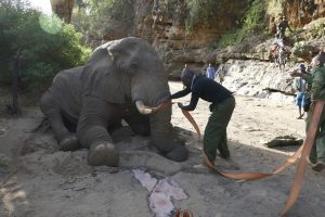 Milgis Trust - Vets treating an elephant