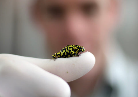 Endangered Australian Corroboree Frog