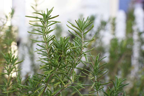 Homemade Rosemary Hair Oil using fresh rosemary sprigs