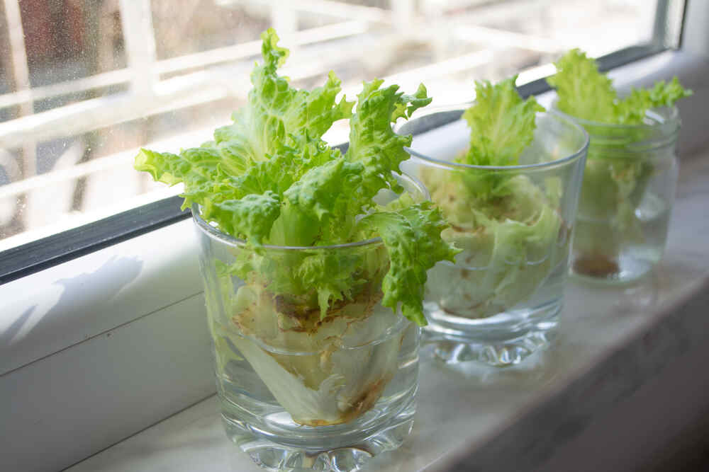 how to regrow vegetable and herb scraps in water
