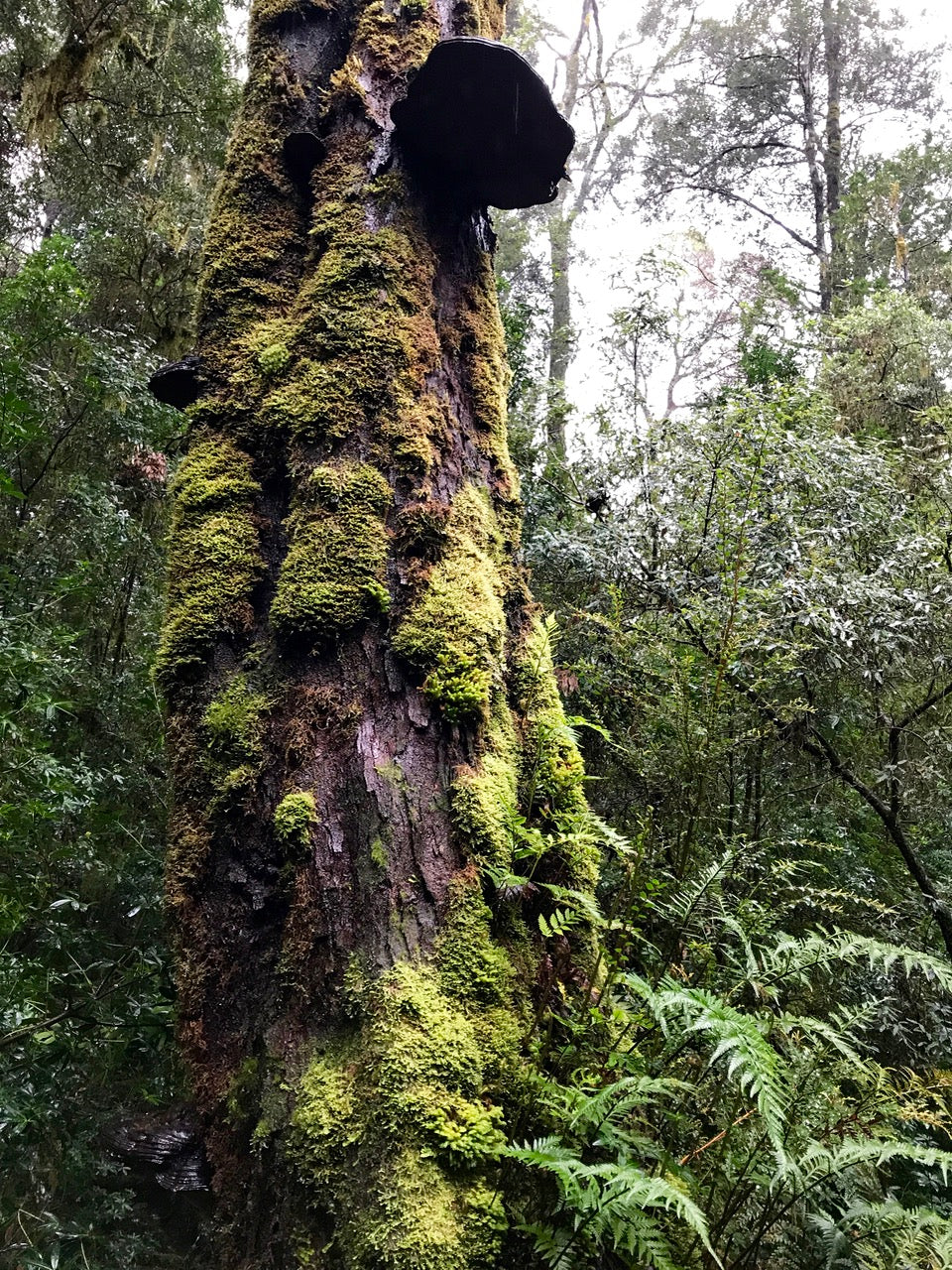 Tasmanian Wilderness