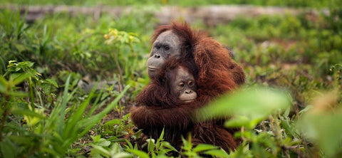 Buy palm oil free chocolate to protect orangutans