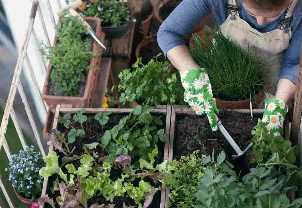 What veggies to grow on a tiny balcony