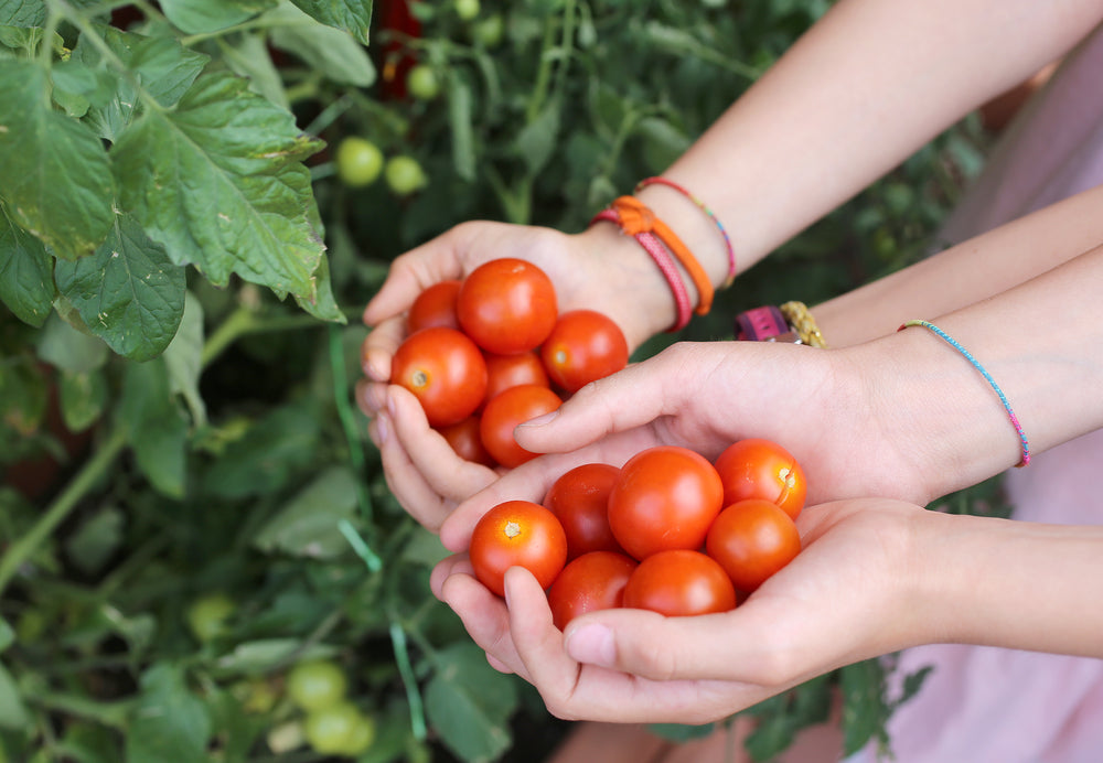 Beginners Guide to Starting a Veggie Garden | Biome Eco Stores