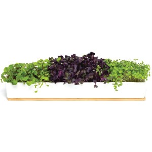 urbangreens-microgreens-windowsill-kit