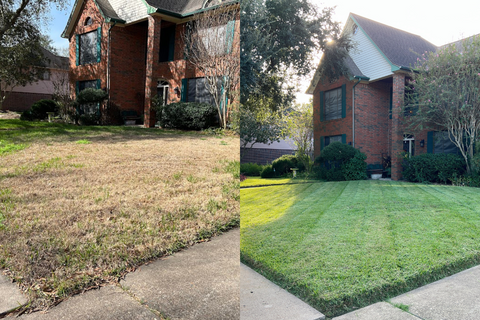 Two photos of the same lawn illustrating improvement over time being visible.