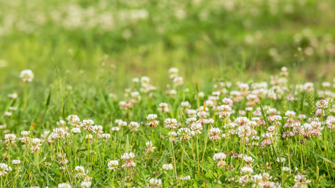 Flowering white clover in a field.