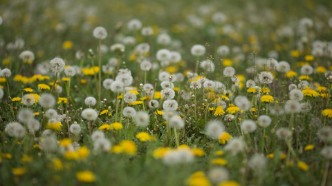 Dandelions in a field.