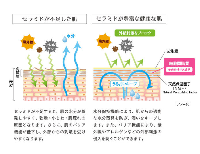 セラミドが不足した肌・セラミドが豊富な健康な肌