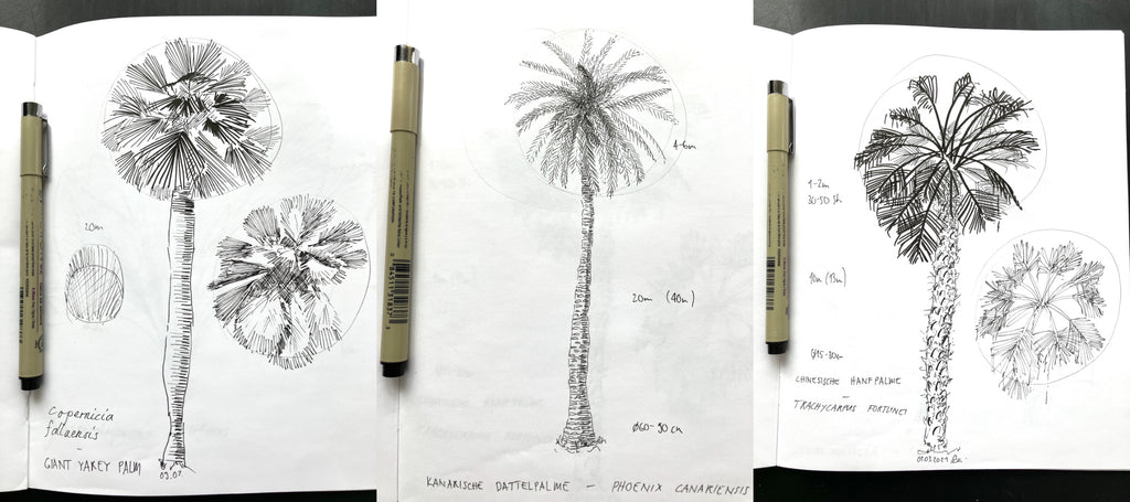My notebook with sketches of different palm trees