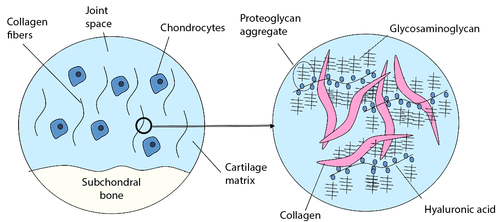 Glycosaminoglycans