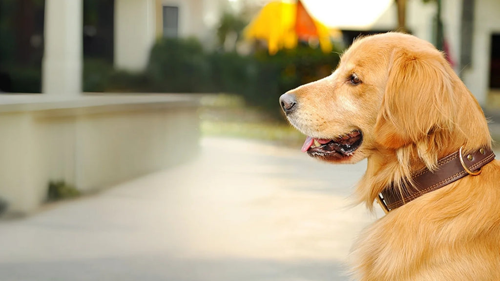 Dog and cat wearing stylish collars