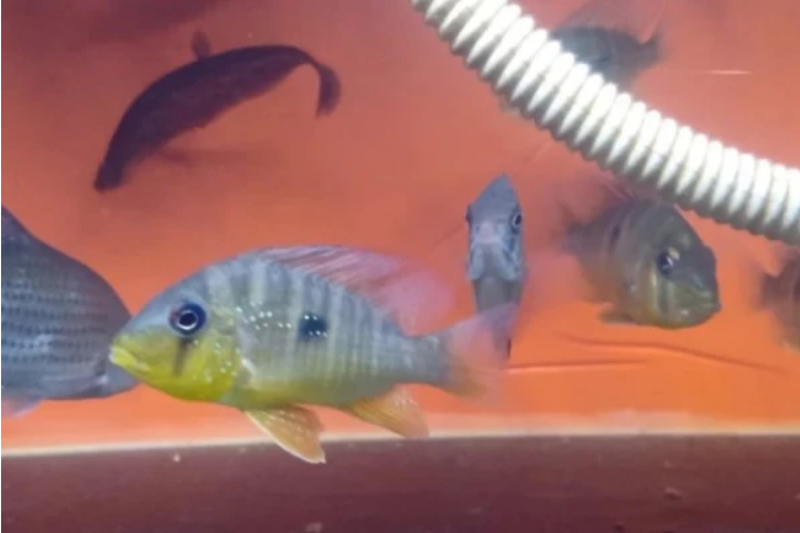 Gymnogeophagus Balzanii