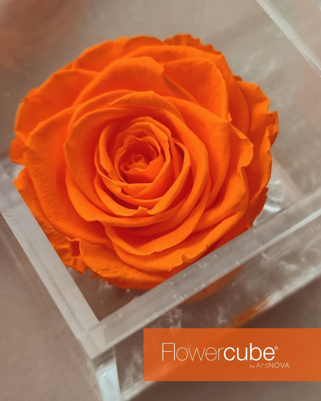 FLOWERCUBE SPECIAL EDITION ROSA PASTELLO – Red FLOWER