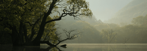 A misty view over a lake in the early morning