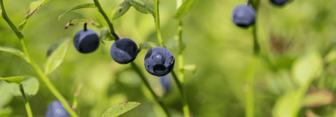Wild blue berries