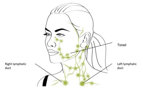 Lymphatic system on face | Jenny Nordic Skincare