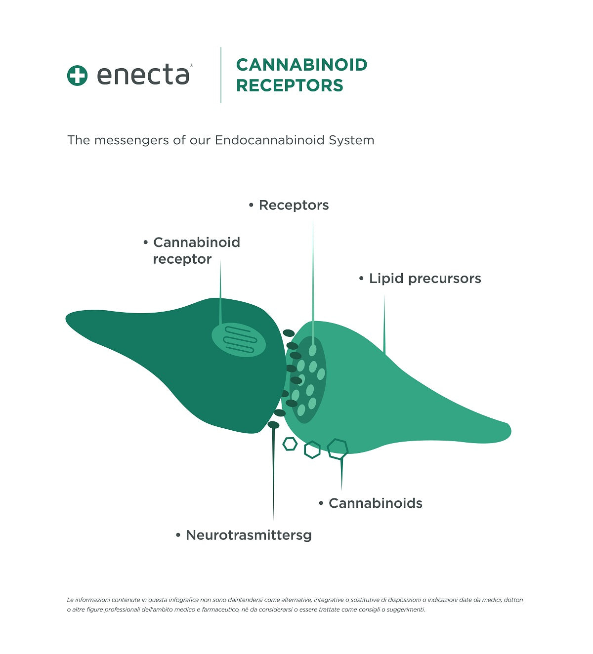 our endocannabinoid system and its receptors