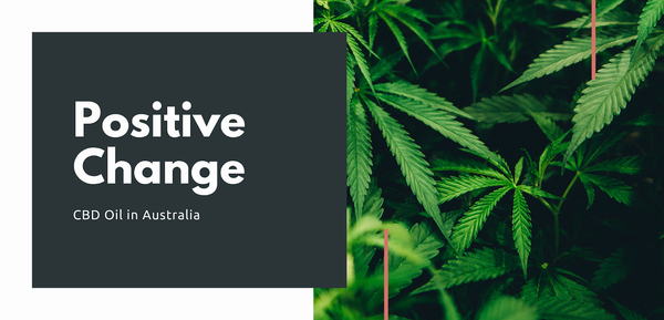 La plante de cannabis : source d'huile de CBD d'enecta, désormais disponible dans les rayons des pharmacies australiennes