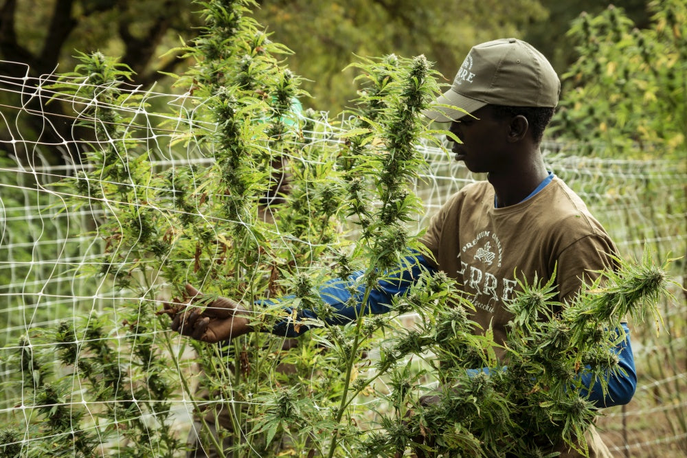 Ein Bauer prüft eine Cannabispflanze, die auf der ganzen Welt langsam legalisiert wird