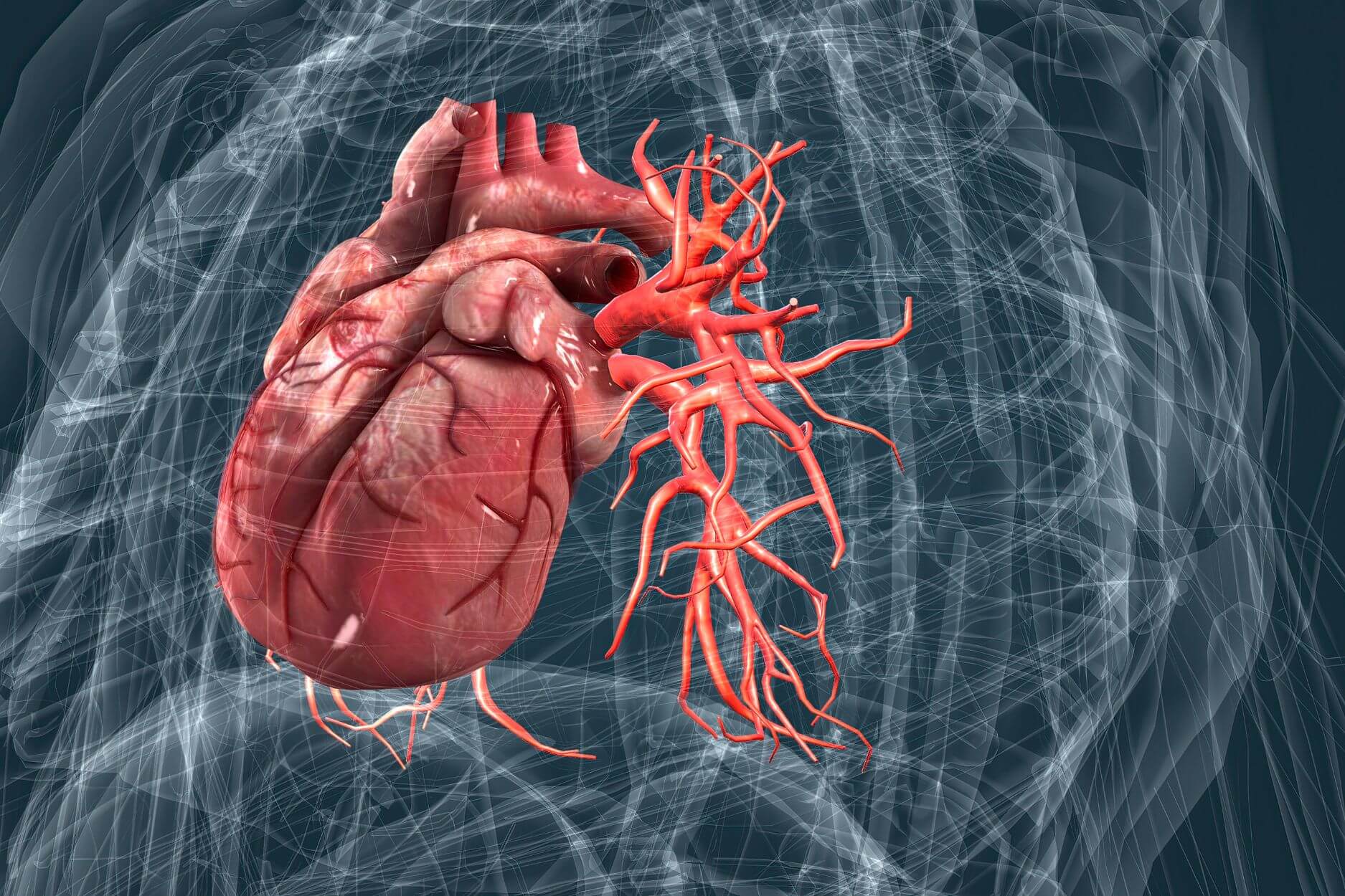6 Gründe für eine ausreichende Zufuhr an Magnesium - Herz-Kreislauf-System