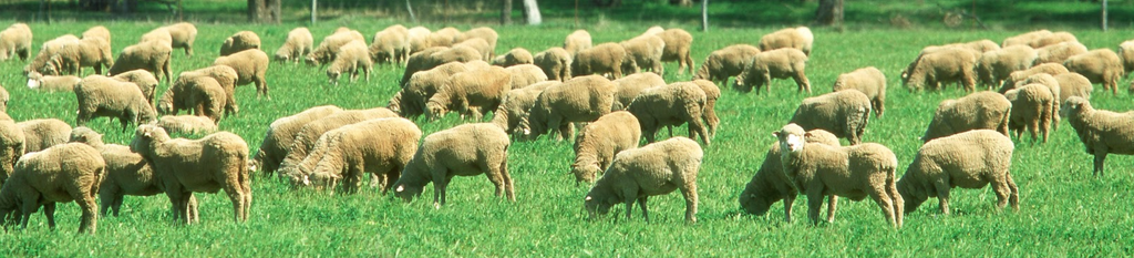 Merino sheep grazing in the grasslands of New Zealand