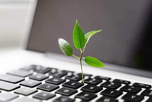 Laptop keyboard with plant growing on it. Green IT computing concept. Carbon efficient technology. Digital sustainability