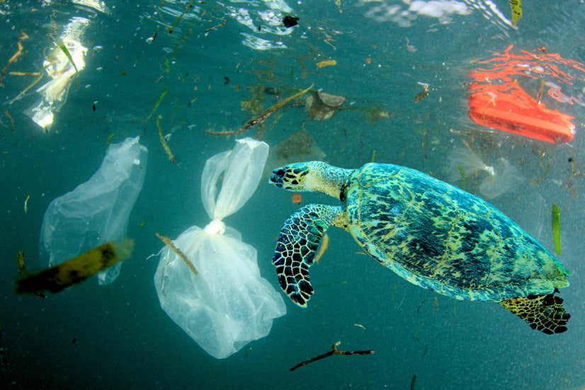 Plastic pollution in ocean environmental problem. Turtles can eat plastic bags mistaking them for jellyfish